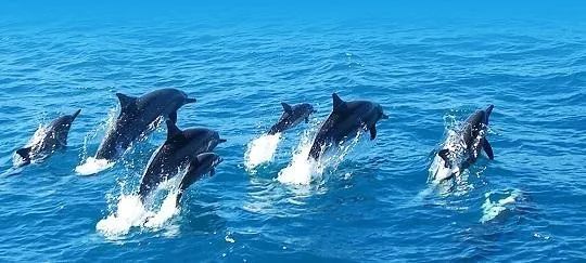 关于千钧一发:日本选手卓越表现的信息