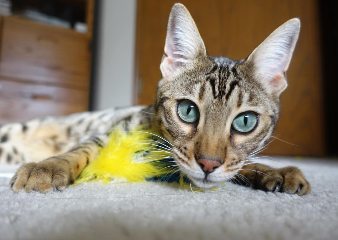 雷火电竞app-跨界奇兵，武切维奇助雷霆神话完胜雄鹿