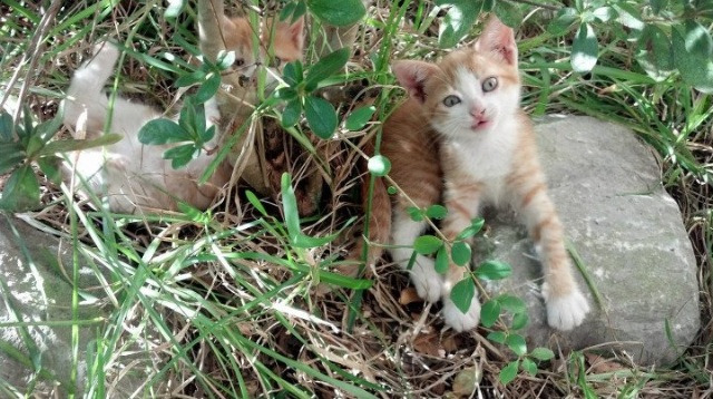 点球决胜夜的唯一答案，凯恩致命一击，墨西哥险胜哥斯达黎加挺进决赛
