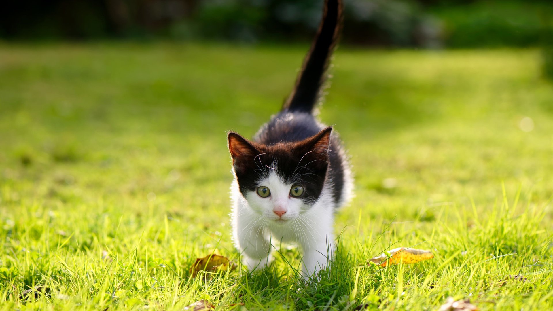 雷火电竞网站-钢与鹏的寓言，当掘金的群山遇见深圳的羽翼
