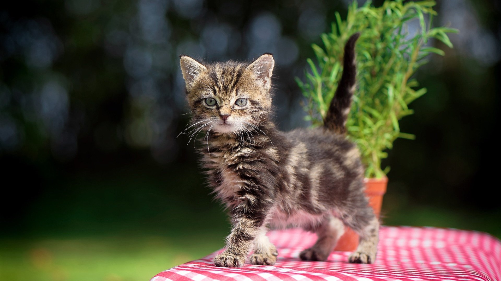 雷火电竞官网-双线爆发，从绿茵场到高原之巅的压制艺术