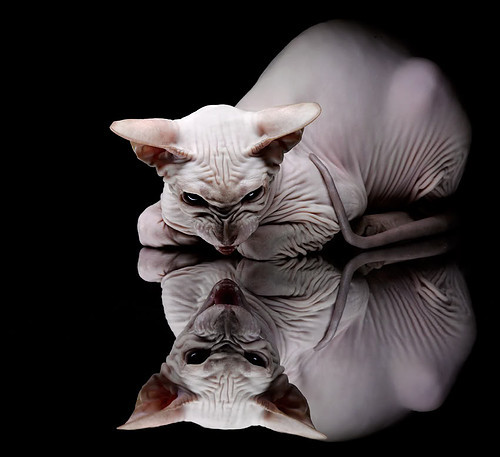 球场闪电，奥纳纳引爆绿茵，阿尔及利亚闪电战击溃巴拉圭