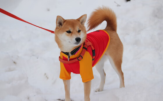 雷火电竞网址-蓝黑军团跨洲演绎进攻哲学，法国尖刀印证巨星价值