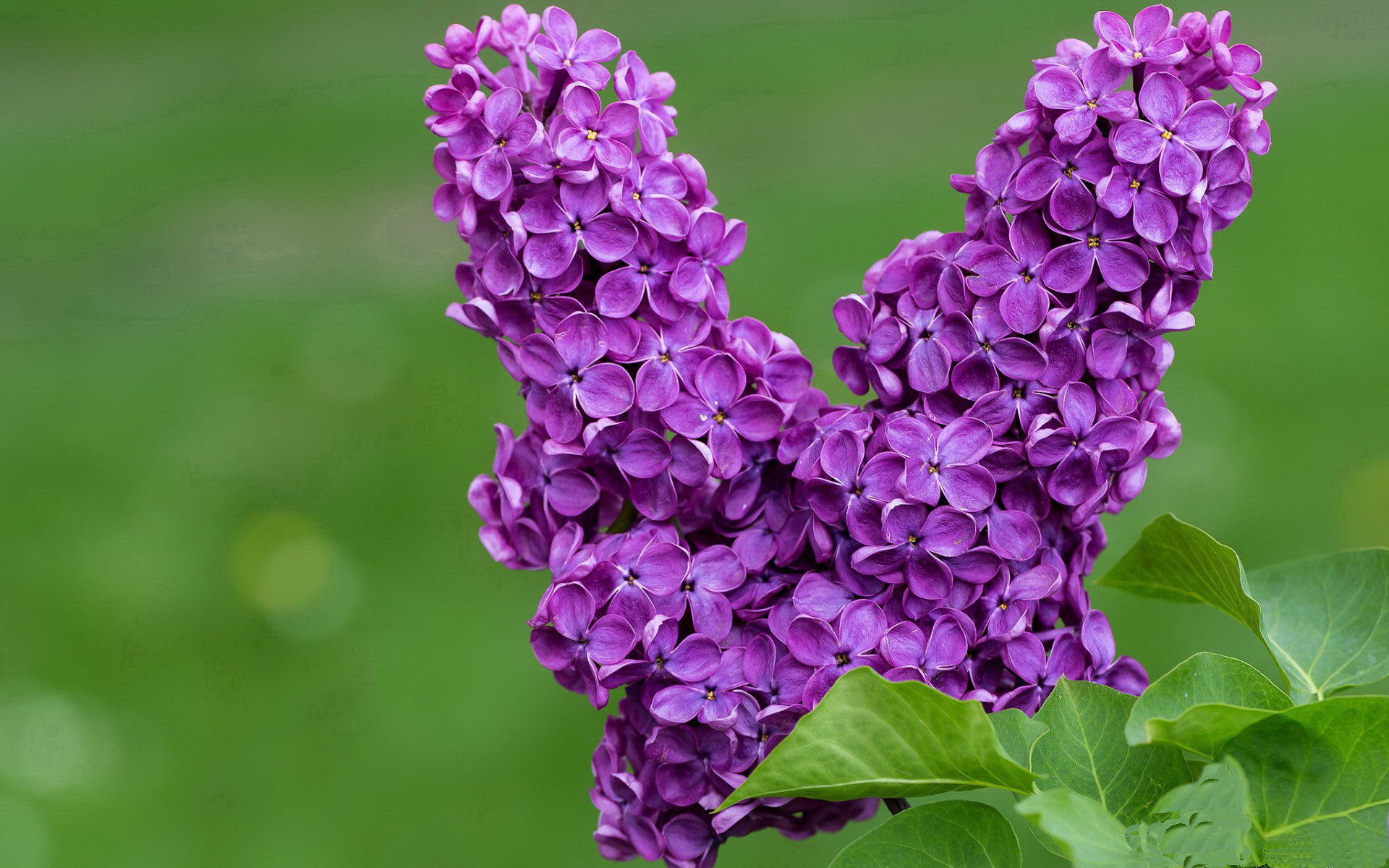 临场魔法师与钢铁洪流,哈利伯顿如何操纵时间,勇士又为何让麦加寂静