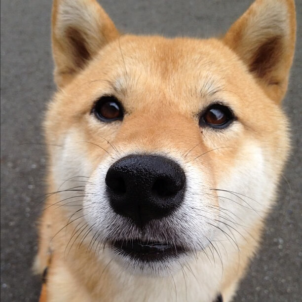 雷火电竞-跨越联赛的关键先生交响曲，从CBA总决赛到NBA东部巅峰，塔图姆与辽宁队的终极主宰