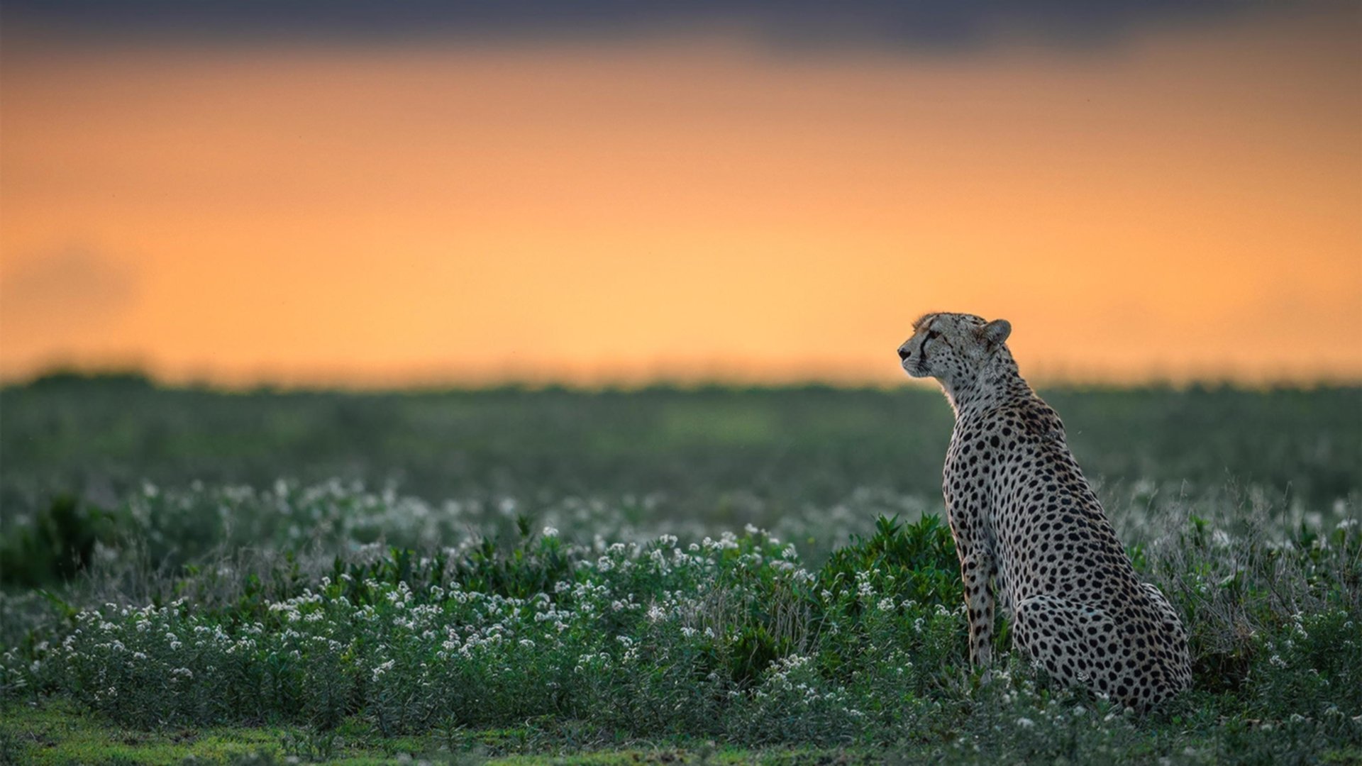 逆流成河，阿拉巴终场变奏曲如何让比利时从悬崖边带走胜利