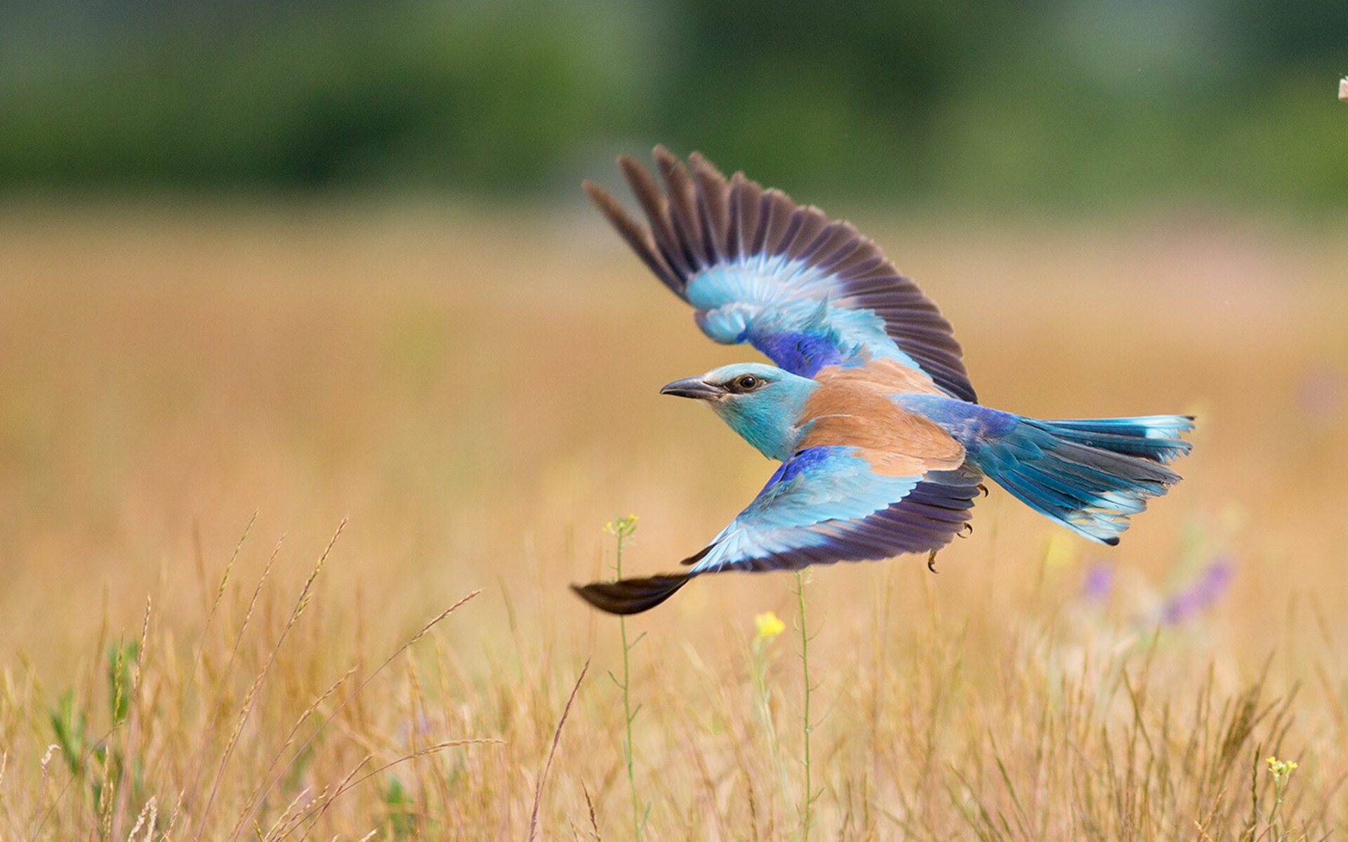 世界排名争夺战焦点对决，日本精密节奏掌控力压奥地利
