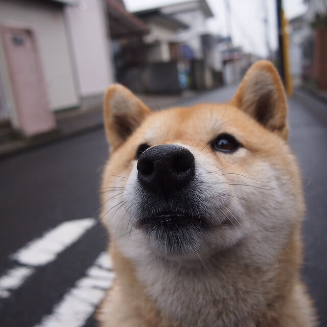 平行时空的终极对决,当火箭遭遇广东,伦纳德用沉默雕刻大场面