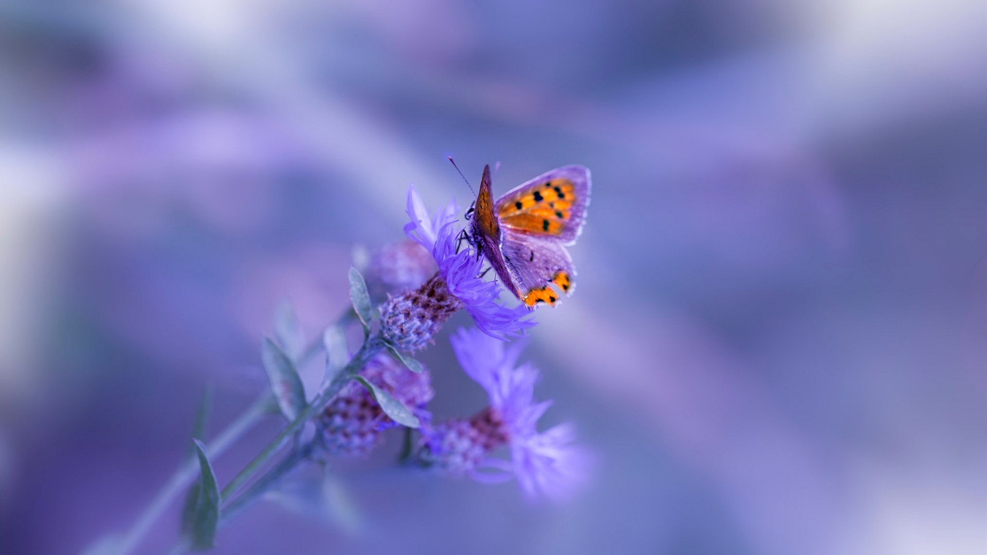 雷火电竞下载-当切特用一记三分撕裂雷霆，广厦定律宣告CBA唯一性