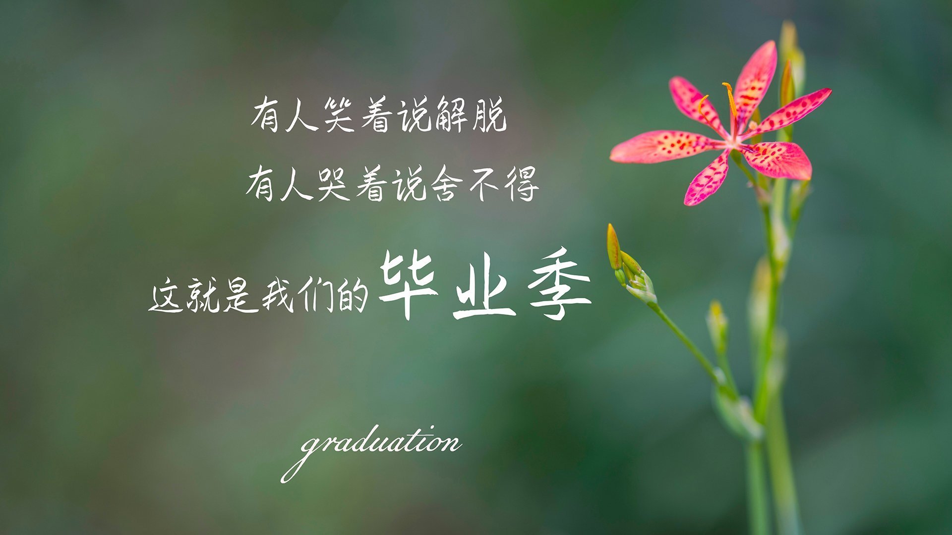雷火电竞合作-绝杀布达佩斯，2026世界杯H组焦点战，罗德里戈独造三球，韩国力克匈牙利书写亚洲荣光